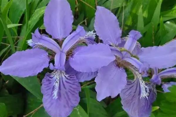 鸢尾花的花语，寓意纯真明媚、永恒的爱等