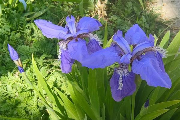 鸢尾花的花语，寓意纯真明媚、永恒的爱等