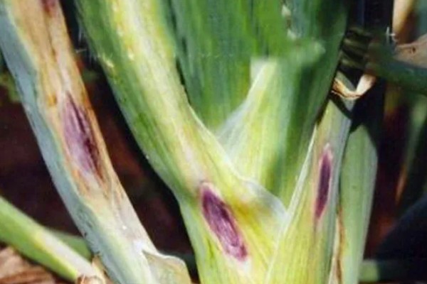 大葱软腐病怎么防治，喷施农用链霉素等药物效果好