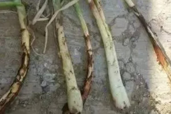 大葱软腐病怎么防治，喷施农用链霉素等药物效果好