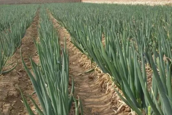 大葱软腐病怎么防治，喷施农用链霉素等药物效果好