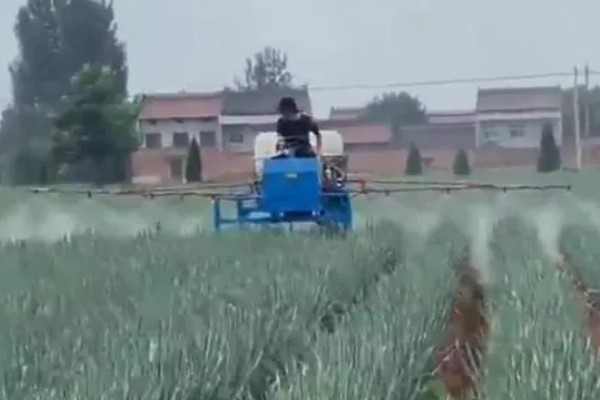 大葱软腐病怎么防治，喷施农用链霉素等药物效果好