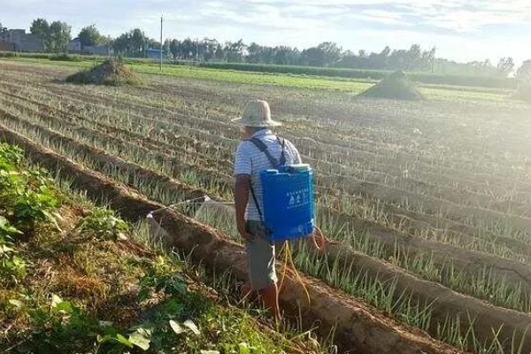 大葱软腐病怎么防治，喷施农用链霉素等药物效果好