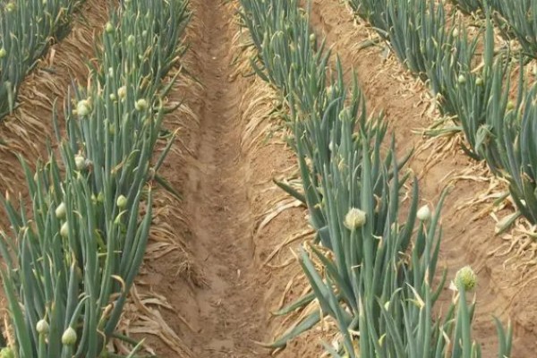 大葱软腐病怎么防治，喷施农用链霉素等药物效果好