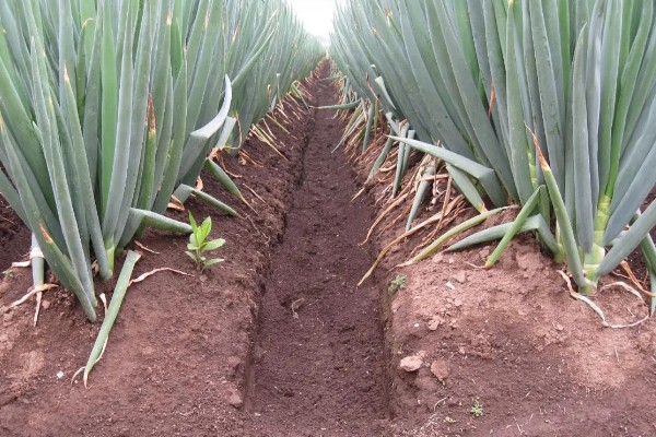 大葱软腐病怎么防治，喷施农用链霉素等药物效果好