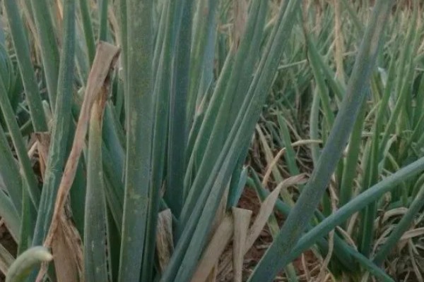 大葱软腐病怎么防治，喷施农用链霉素等药物效果好