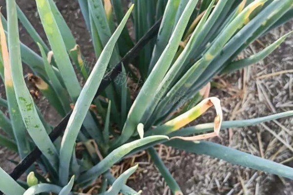 大葱软腐病怎么防治，喷施农用链霉素等药物效果好