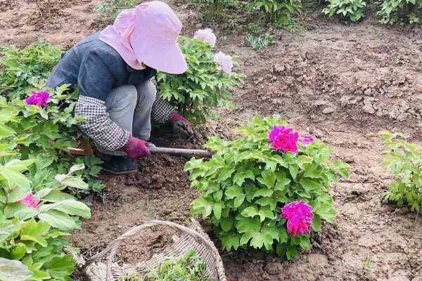 牡丹要落叶才可以移栽吗,落叶后才可以移栽