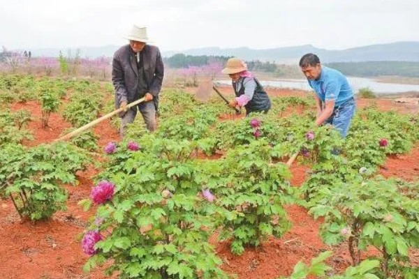 牡丹要落叶才可以移栽吗,落叶后才可以移栽