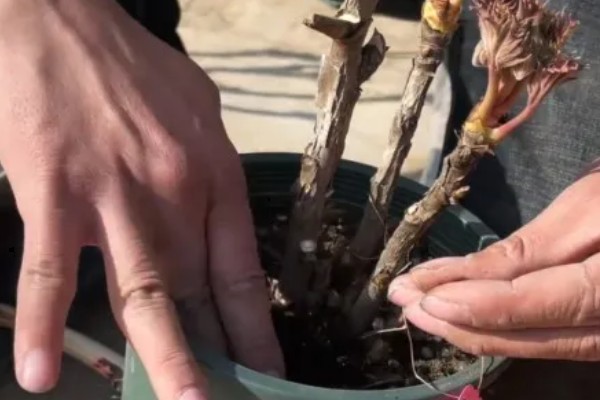 牡丹要落叶才可以移栽吗,落叶后才可以移栽