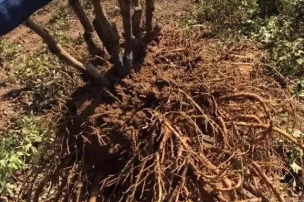 牡丹要落叶才可以移栽吗,落叶后才可以移栽