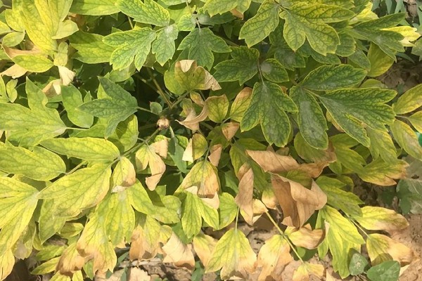 牡丹要落叶才可以移栽吗,落叶后才可以移栽