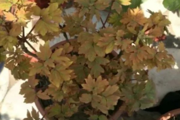 牡丹要落叶才可以移栽吗,落叶后才可以移栽