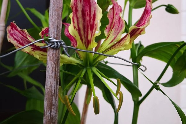 嘉兰百合如何种植，用口径为30cm的盆种植