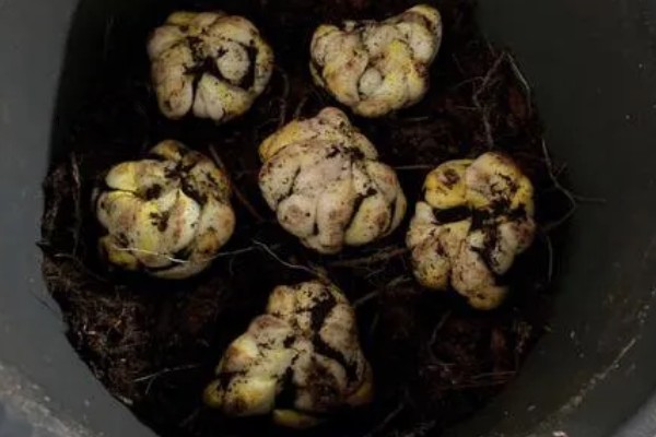 嘉兰百合如何种植，用口径为30cm的盆种植