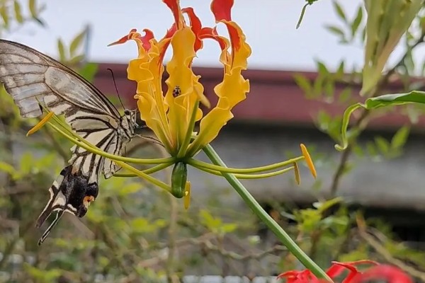 嘉兰百合如何种植，用口径为30cm的盆种植