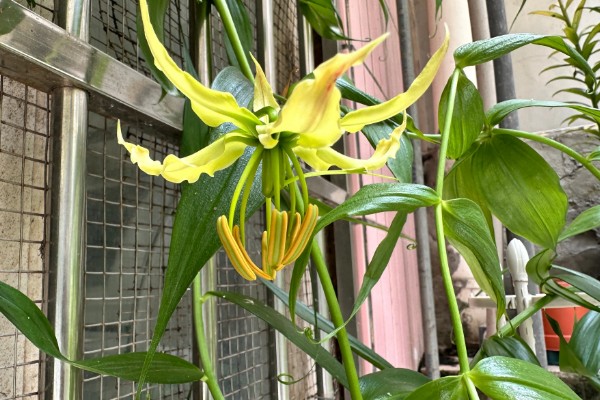 嘉兰百合如何种植，用口径为30cm的盆种植