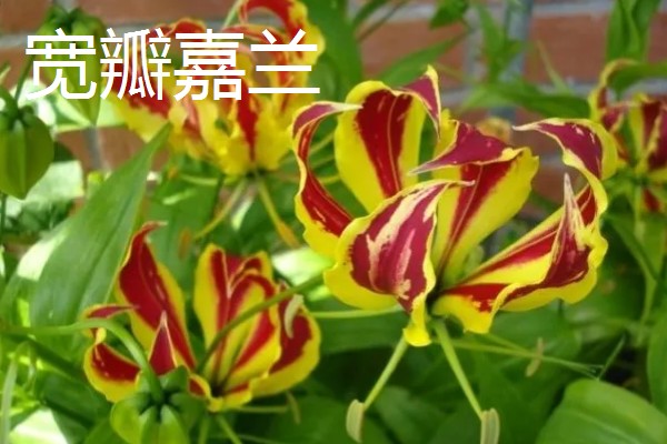 嘉兰百合如何种植，用口径为30cm的盆种植