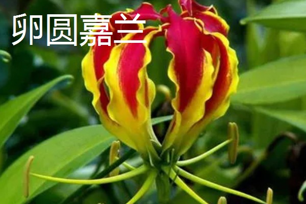 嘉兰百合如何种植，用口径为30cm的盆种植