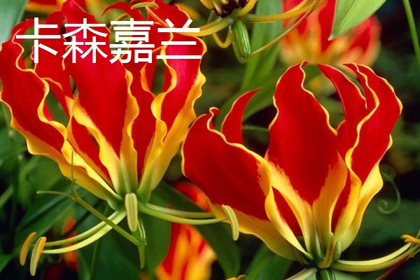 嘉兰百合如何种植，用口径为30cm的盆种植