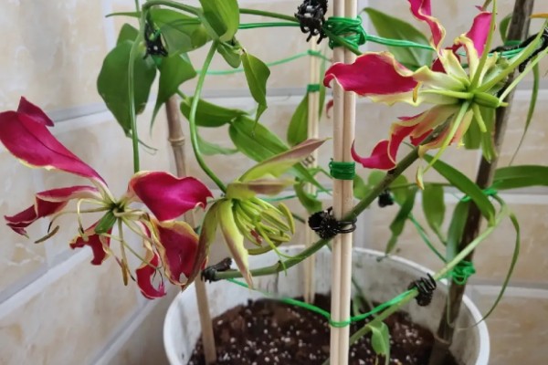 嘉兰百合如何种植，用口径为30cm的盆种植