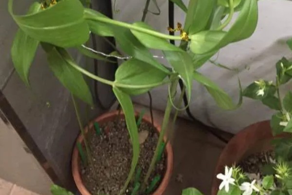 嘉兰百合如何种植，用口径为30cm的盆种植