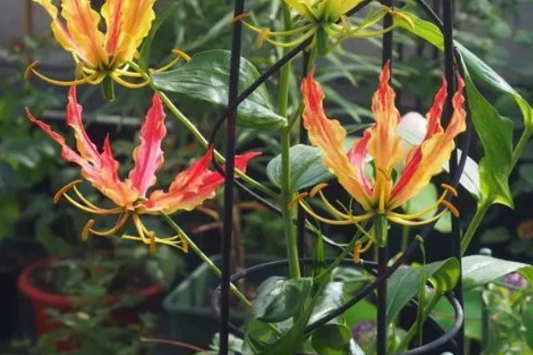 嘉兰百合如何种植，用口径为30cm的盆种植