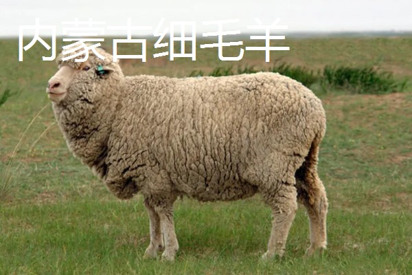 羊有什么品种，阿勒泰羊、波尔山羊等品种很常见