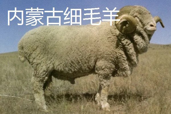 羊有什么品种，阿勒泰羊、波尔山羊等品种很常见