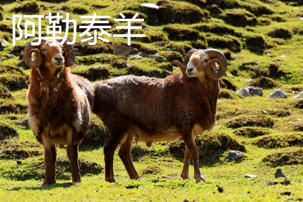 羊有什么品种，阿勒泰羊、波尔山羊等品种很常见