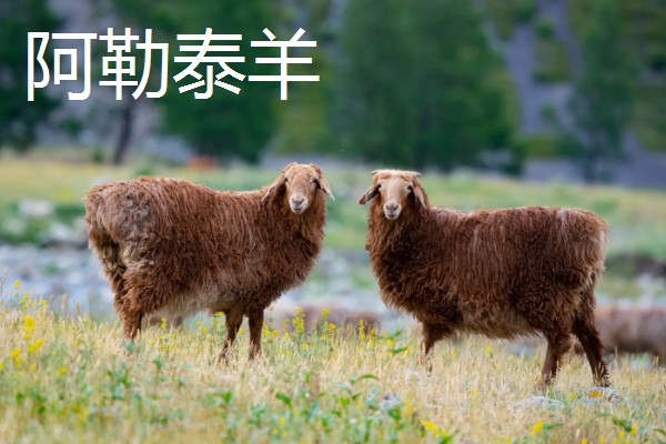 羊有什么品种，阿勒泰羊、波尔山羊等品种很常见
