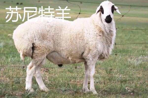 羊有什么品种，阿勒泰羊、波尔山羊等品种很常见