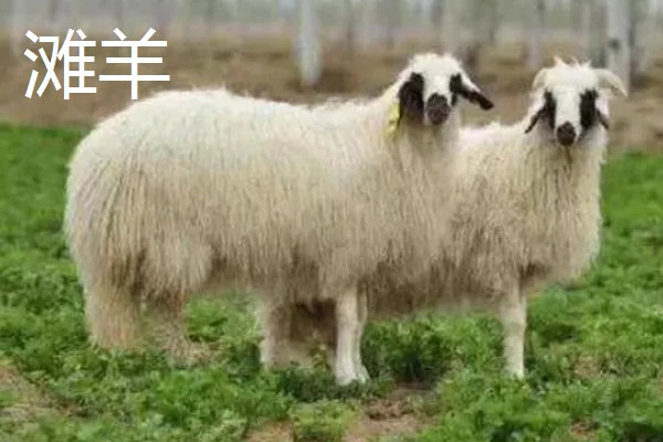 羊有什么品种，阿勒泰羊、波尔山羊等品种很常见