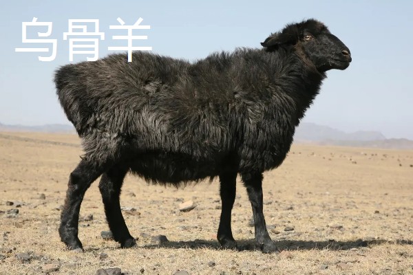 羊有什么品种，阿勒泰羊、波尔山羊等品种很常见