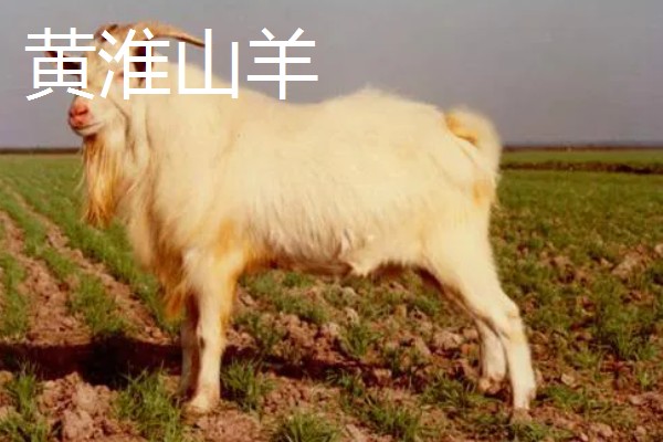 羊有什么品种，阿勒泰羊、波尔山羊等品种很常见