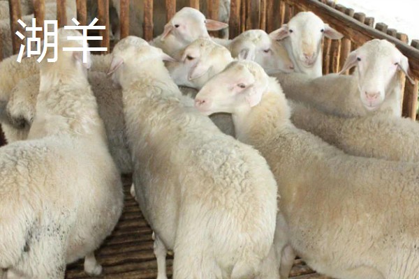 羊有什么品种，阿勒泰羊、波尔山羊等品种很常见