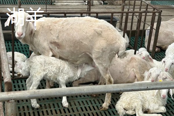 羊有什么品种，阿勒泰羊、波尔山羊等品种很常见