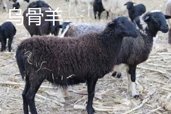 羊有什么品种，阿勒泰羊、波尔山羊等品种很常见