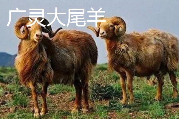 羊有什么品种，阿勒泰羊、波尔山羊等品种很常见
