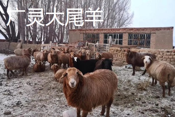 羊有什么品种，阿勒泰羊、波尔山羊等品种很常见