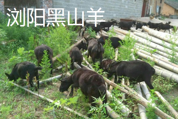 羊有什么品种，阿勒泰羊、波尔山羊等品种很常见