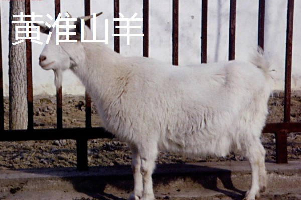 羊有什么品种，阿勒泰羊、波尔山羊等品种很常见