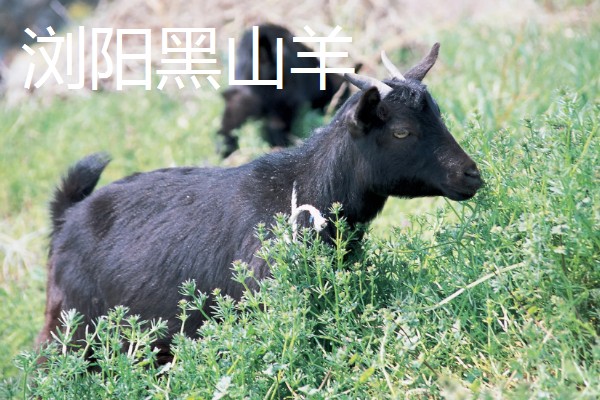 羊有什么品种，阿勒泰羊、波尔山羊等品种很常见