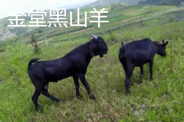 羊有什么品种，阿勒泰羊、波尔山羊等品种很常见