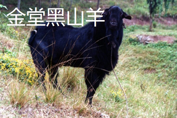 羊有什么品种，阿勒泰羊、波尔山羊等品种很常见