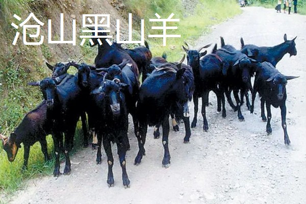 羊有什么品种，阿勒泰羊、波尔山羊等品种很常见