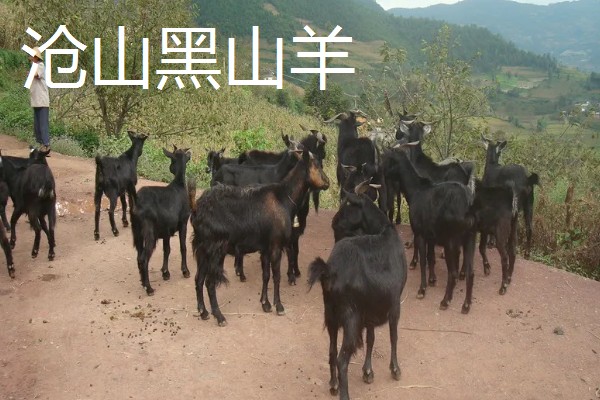 羊有什么品种，阿勒泰羊、波尔山羊等品种很常见