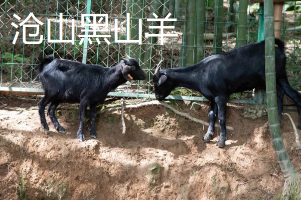 羊有什么品种，阿勒泰羊、波尔山羊等品种很常见