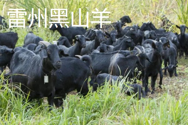 羊有什么品种，阿勒泰羊、波尔山羊等品种很常见