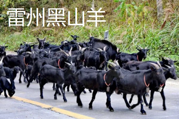 羊有什么品种，阿勒泰羊、波尔山羊等品种很常见